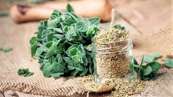 Dobromysl (oregano) 6