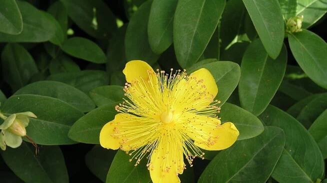 Teppich-Johanniskraut (Hypericum calycinum)