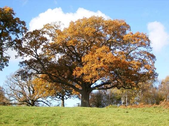 Quercus robur