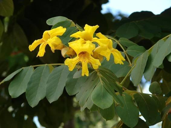 Markhamia lutea - Wikipedia