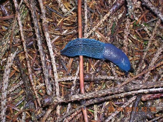 . Modranka karpatská (Bielzia coerulans) 