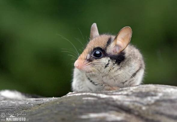 Plch zahradní | Naturfoto.cz