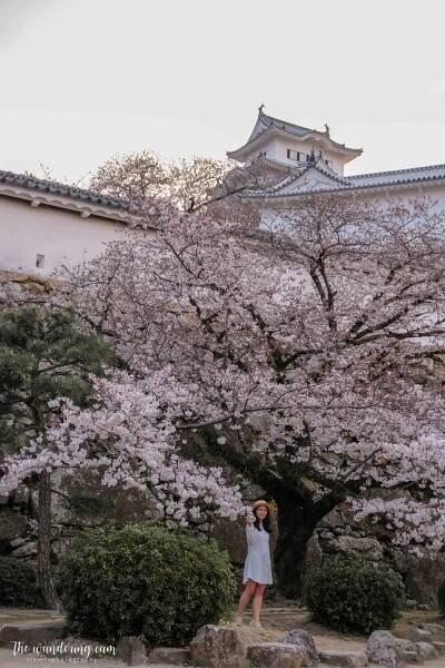 Sakura and Himeji Castle - most beautiful castle in Japan — the wandering cam