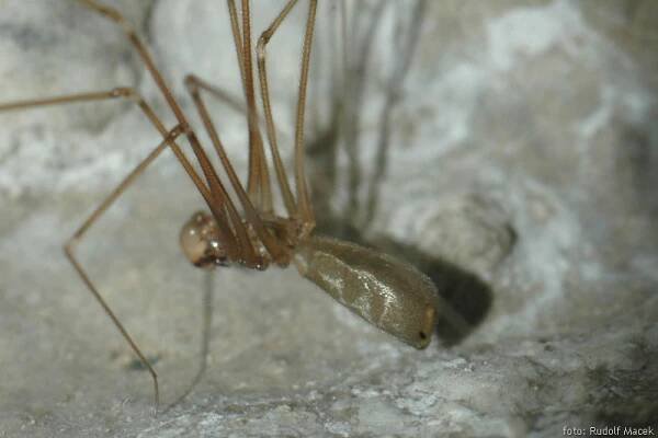 Česká arachnologická společnost - Pholcus opilionoides (Schrank, 1781) [třesavka sekáčovitá] → Čeleď: Pholcidae → Rod: Pholcus