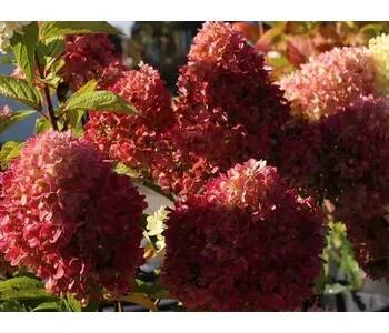 Hortenzie latnatá 'Redlight®' Balení: kontejner p12