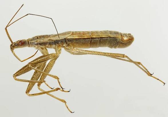 Nabis lineatus
