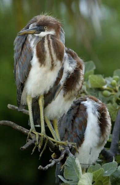 Birds – Rudy Merz