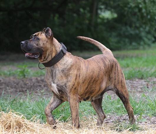 Past - Cabeza Grande Kennel