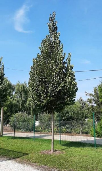 Tilia tomentosa 'Sisi'