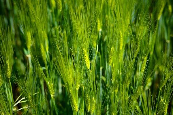 Základová fotografie na téma agronomie, botanický, čepele, cereálie, cereální, detail, farma, flóra, hřiště, jaro, ječmen