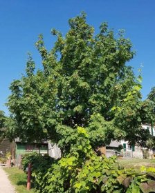 Jeřáb oskeruše (Sorbus domestica), zkráceně oskeruše patří mezi staré evropské ovocné dřeviny. Jde o nejmohutnější druh jeřábu s největšími plody. 