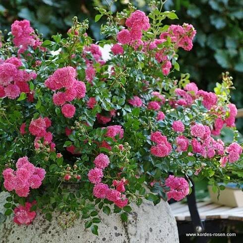 Rosa ´PEPITA´ | BENED - zahradní architektura s.r.o.