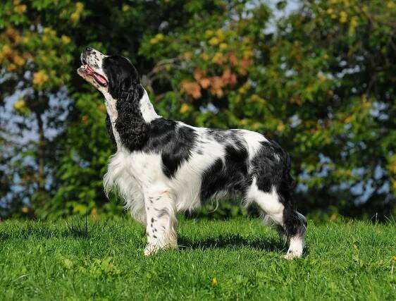 English Springer Spaniel: Charakter & Pflege