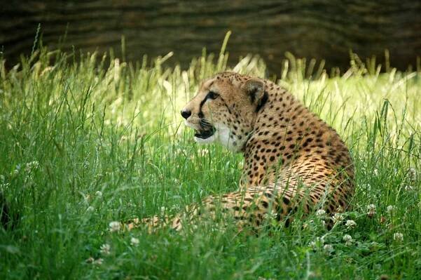 Obrázek - Acinonyx jubatus (gepard) | BioLib.cz