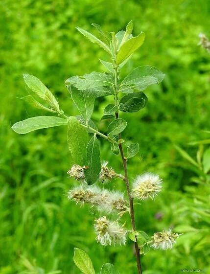Vrba popelavá (Salix cinerea)