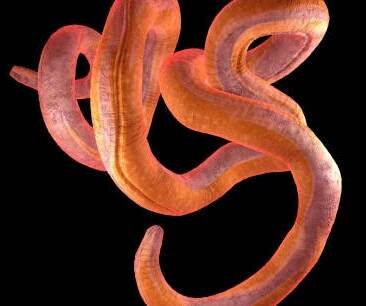 jeden zkroucený nematodový nebo závitový červ na černém pozadí - 3d ilustrace - roupi - stock snímky, obrázky a fotky