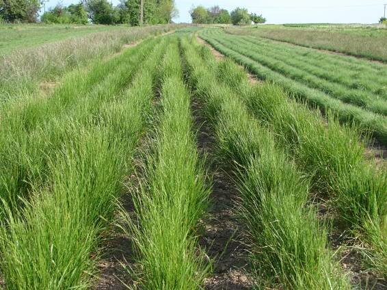 lipnicovité- POACEAE – 7. stránka – PlantaNaturalis.com