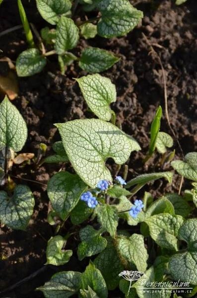 Brunnera macrophylla 'Jack Frost' | Perennicullum