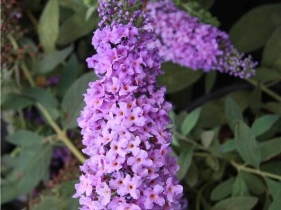 Komule Davidova 'Lilac Chip'