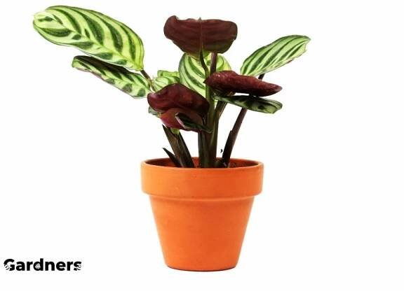 Ctenanthe Burle-marxii, průměr 6 cm Ktenante
