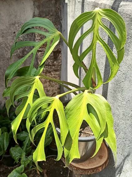 Discover the Monstera Burle Marx Flame: A Unique and Coveted Indoor Plant - Xanh Xanh Urban Forest