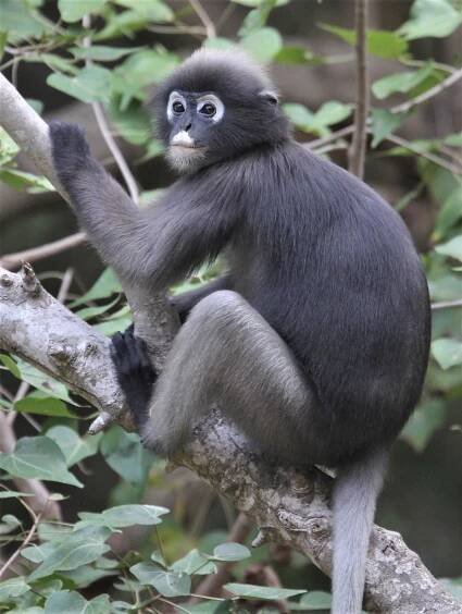 CERCOPITHECIDAE - Trachypithecus obscurus flavicauda - BLOND-TAILED (DUSKY) LANGUR - KHAO SAM ROI YOD NATIONAL PARKA (36).jpg