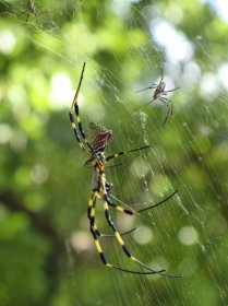 ‚Jako ve filmu Arachnofobie.‘ Americkou Georgii zaplavily miliony obřích invazních pavouků