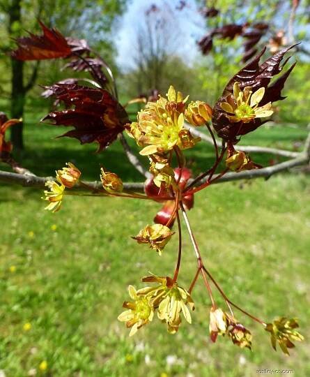 Javor mléč Faassen s Black - větévka s květy (Acer platanoides)