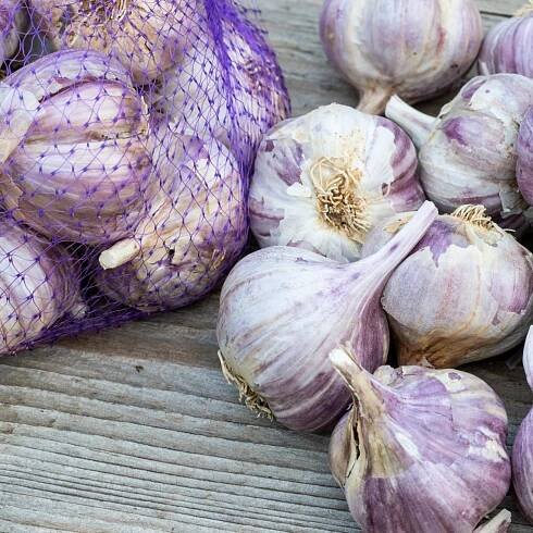Sadbový česnek Topaz - Allium sativum - paličák - prodej cibulí česneku - 1 balení