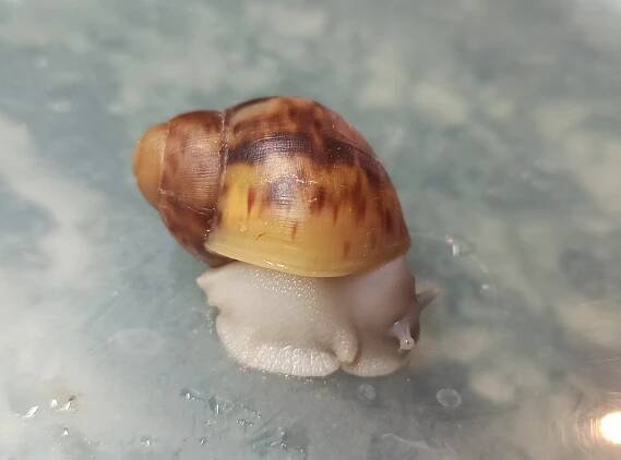 Šneci :: snailhome