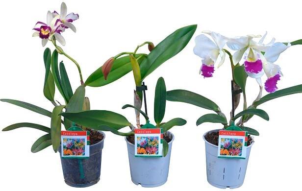Orchidej Cattleya 2výhonková