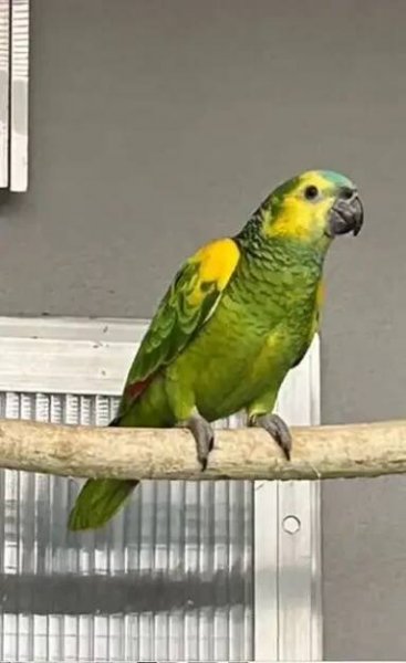 Amazoňan modročelý xanthopteryx - 7