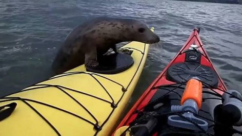 Rozpustilý tuleň se svezl na kajaku - Novinky