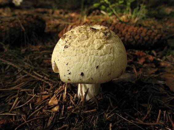 Muchomůrka citrónová (Amanita citrina)