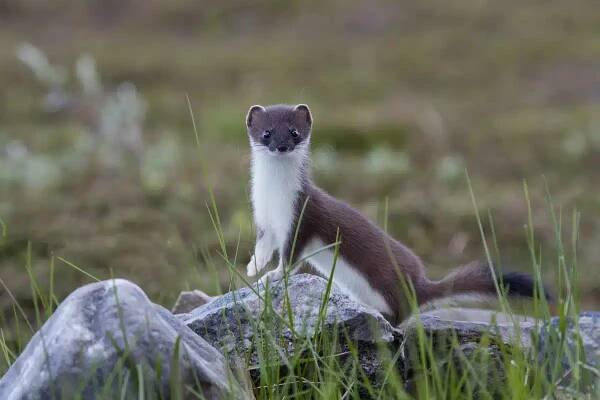 hermelin, erminea mustela, stoat - kuna - stock snímky, obrázky a fotky