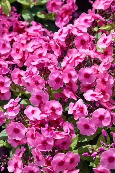 Phlox Adessa ® Rose Eye