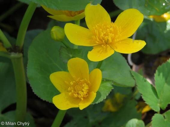 fotografie Caltha palustris (blatouch bahenní)