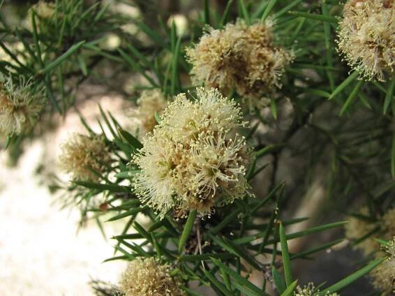 Melaleuca nodosa