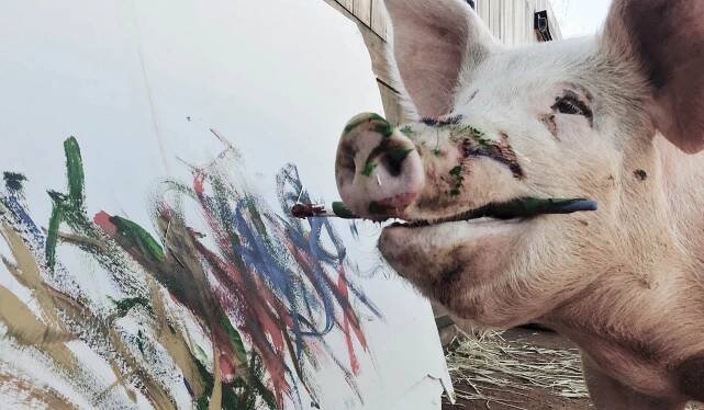 Pigcasso | Gallery
