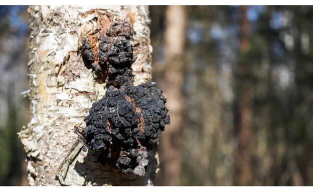rezavec šikmý  - chaga
