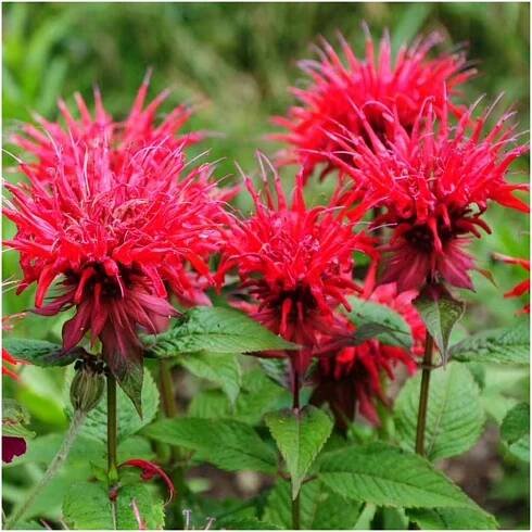 TRVALKY - perennial, pereny - Lukon Glads s.r.o., Strana 6