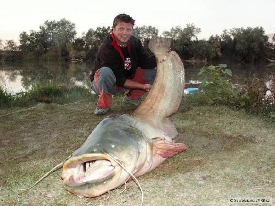 Řeka Ebro říjen  216cm na vábničku