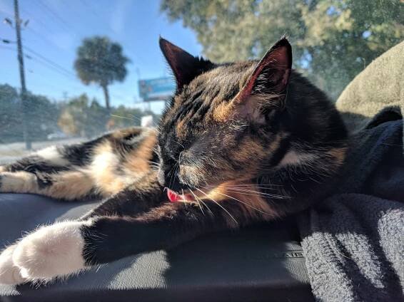 the-marsh-devil-cat-ellie.jpg