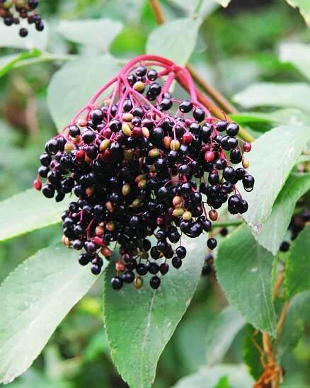 Elderberry (Sambucus spp.) berries
