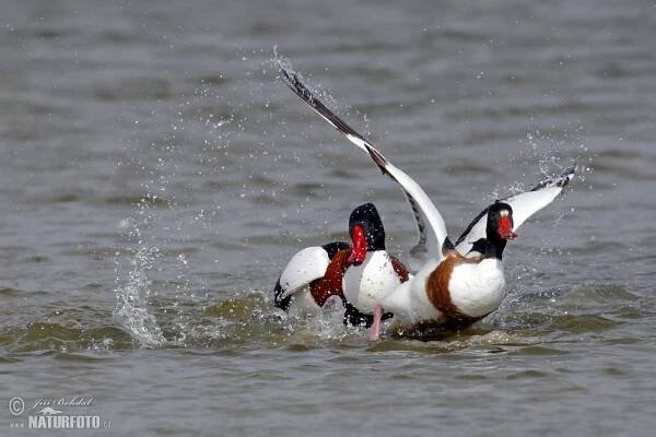 Husice liščí | Naturfoto.cz