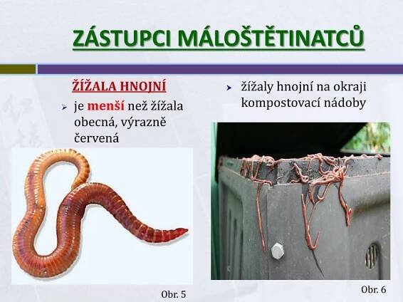 PPT - KROUŽKOVCI PowerPoint Presentation, free download - ID:6289066