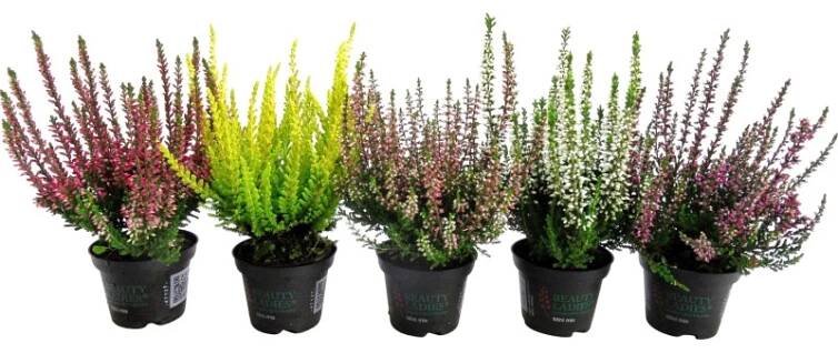 Vřes obecný (Calluna vulgaris) pr. cca 6 cm
