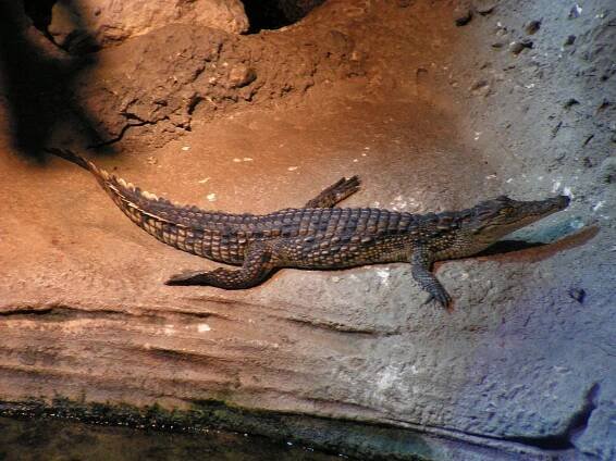 Soubor:YoungNileCrocodile.jpg – Wikipedie