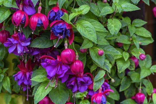 Stunning fuschia flowers in shades of magenta, dep purple, and dark blue.