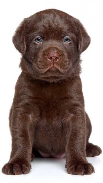 Roztomilý čokoládový Labrador Štěně sedí před bílým pozadím. Detailní portrét. Dětské zvířecí motiv — Stock obrázek